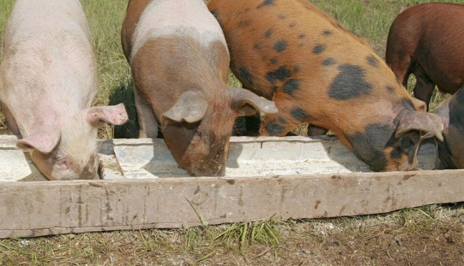 Забой свиней в домашних условиях2