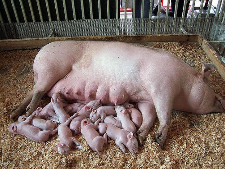 Сколько опоросов у свиньи. Супоросные свиноматки.
