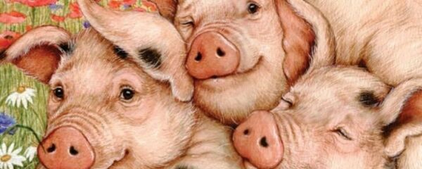 Опорос свиней, кормление свиноматок